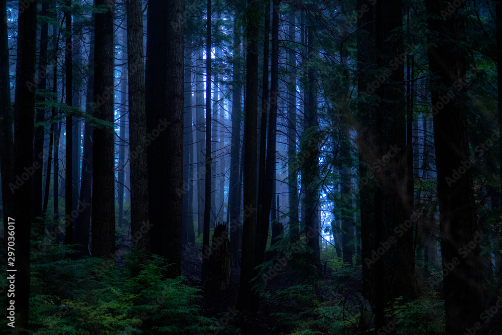 Fototapeta premium Fog Among Trees