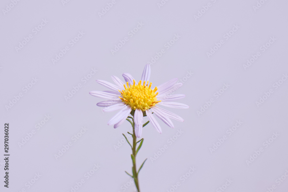 宇都宮市 鬼怒川河川敷に咲く絶滅危惧種 カワラノギク Stock Foto Adobe Stock