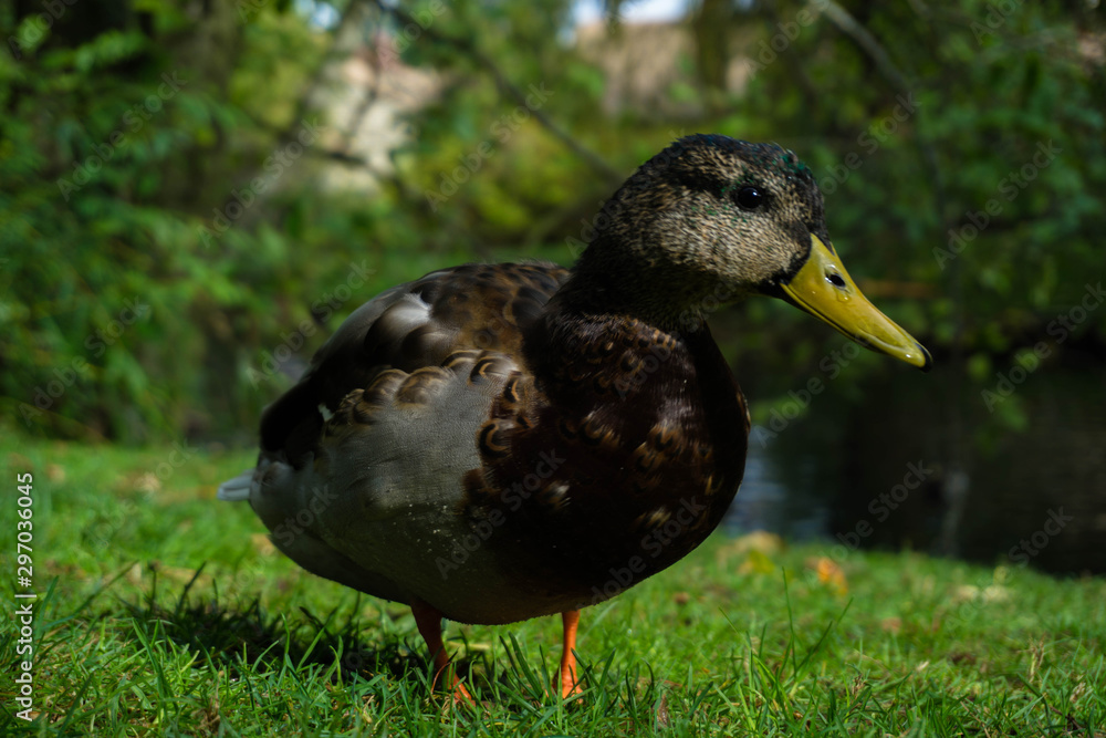 Mallard Duck