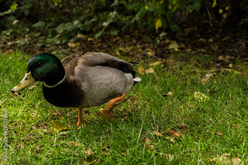 duck on grass
