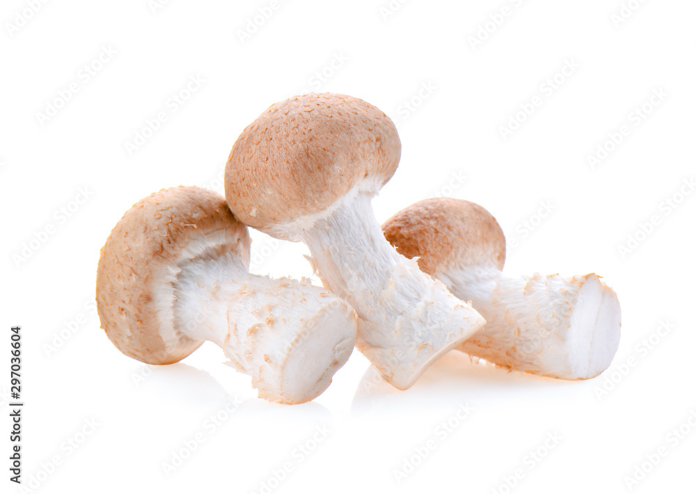 Shiitake mushroom on the White background Shiitake mushroom on the White background