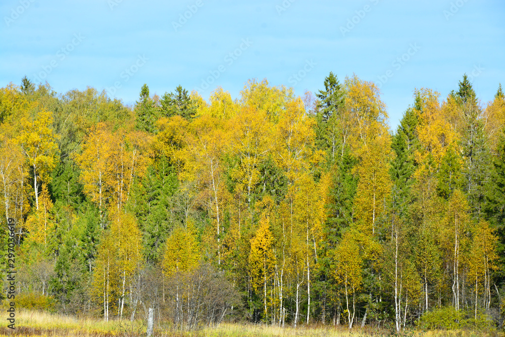 Autumn painted the trees with bright beautiful colors Autumn painted the trees with bright beautiful colors