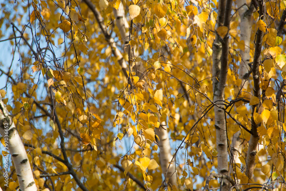 Autumn painted the trees with bright beautiful colors Autumn painted the trees with bright beautiful colors