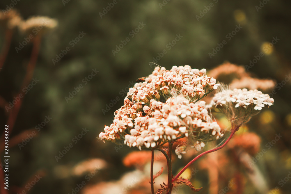 Fototapeta premium autumn flower 