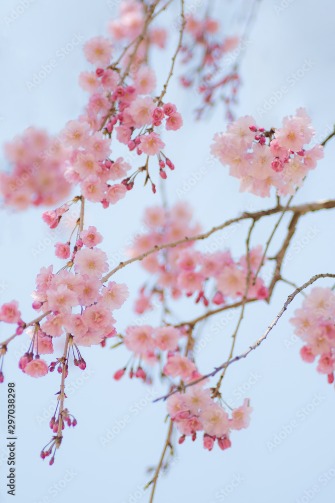 可憐なしだれ桜 可憐なしだれ桜