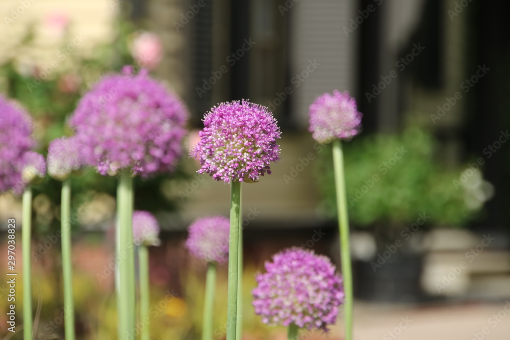 薄紫色の玉ねぎの花 Stock 写真 Adobe Stock