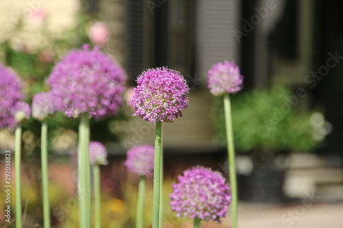 Wallpaper Mural 薄紫色の玉ねぎの花 Torontodigital.ca