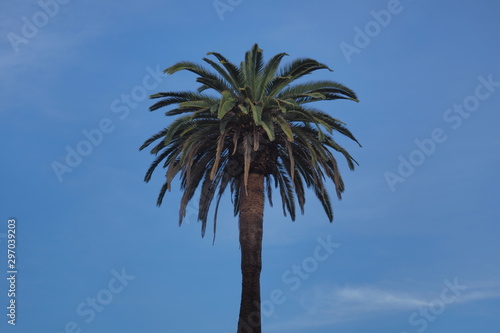 single palm tree by itself california