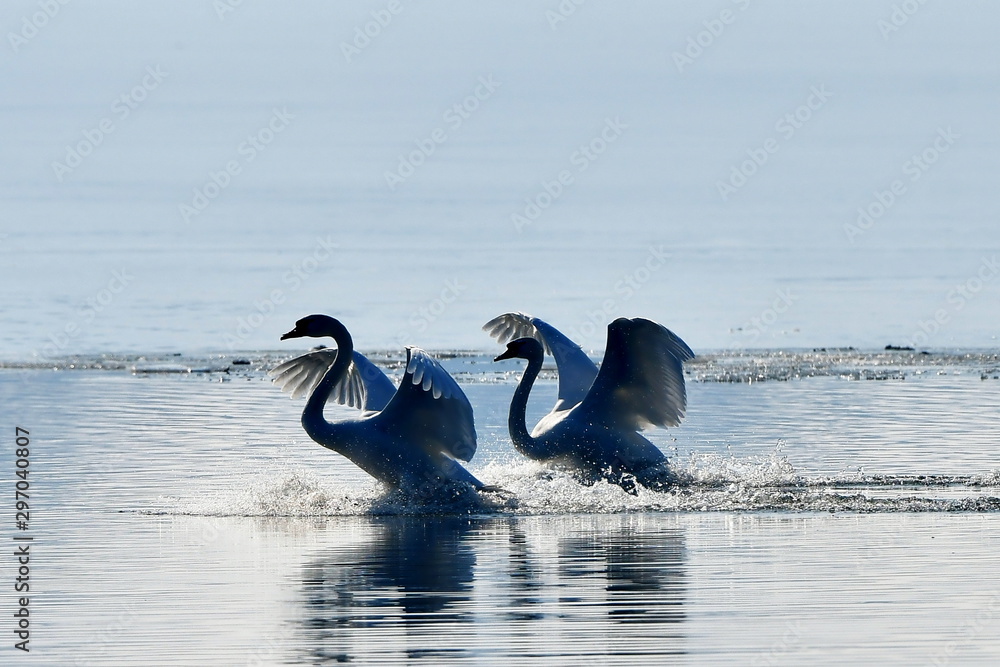Fototapeta premium swans in winter-when two are one