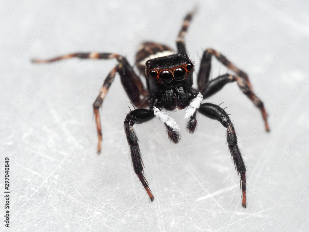 Macro Photo of Jumping Spider on White Floor Macro Photo of Jumping Spider on White Floor