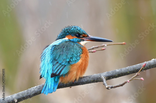 kingfisher male during begining of wintertime,Tovacov lake in Czech republic © gallas