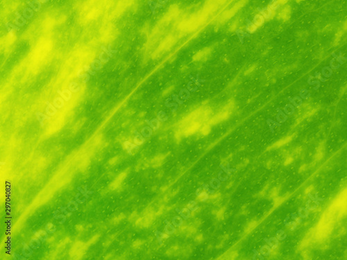 Blurred Background of Colorful Leaf Surface for Graphic Resources
