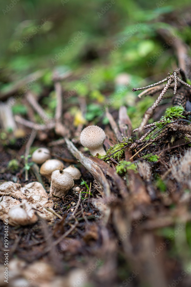 Smoky mushroom Smoky mushroom