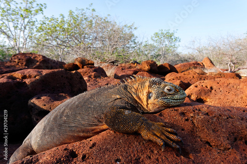 Galapagos land iguana sun basking, Ecuador