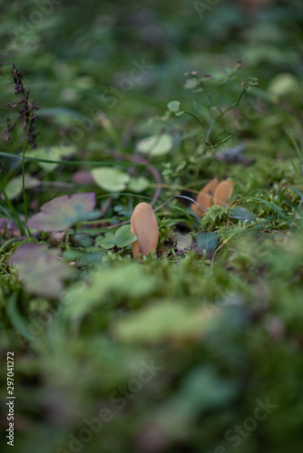 Funny mushroom  looks like ear