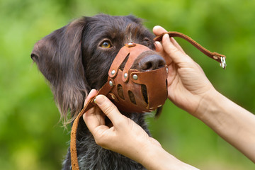 human hands put on a muzzle to muzzle a dog