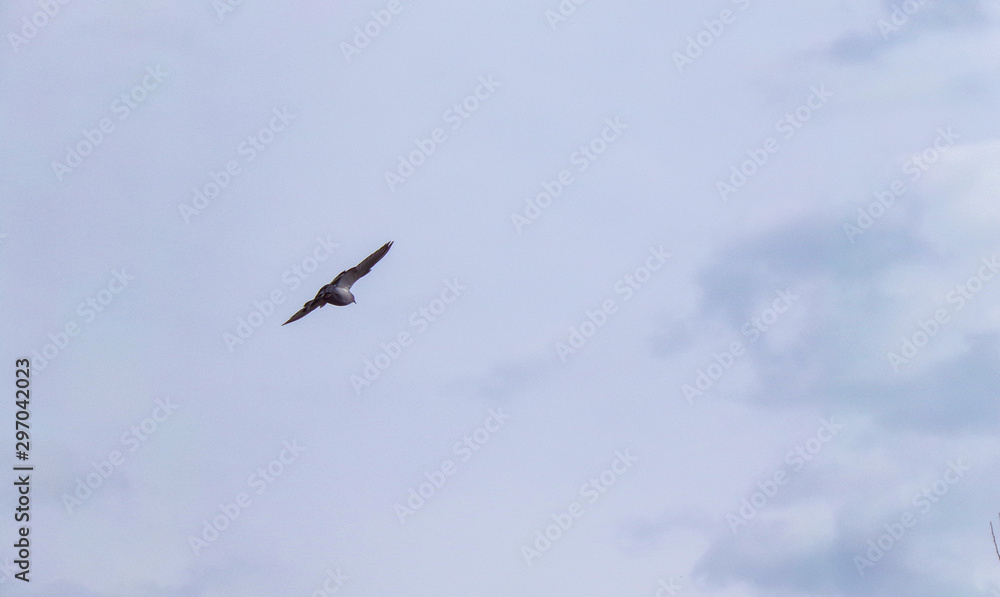 A sports pigeon flies away into the distance against a cloudy sky. The flight of the bird closeup. A sports pigeon flies away into the distance against a cloudy sky. The flight of the bird closeup.
