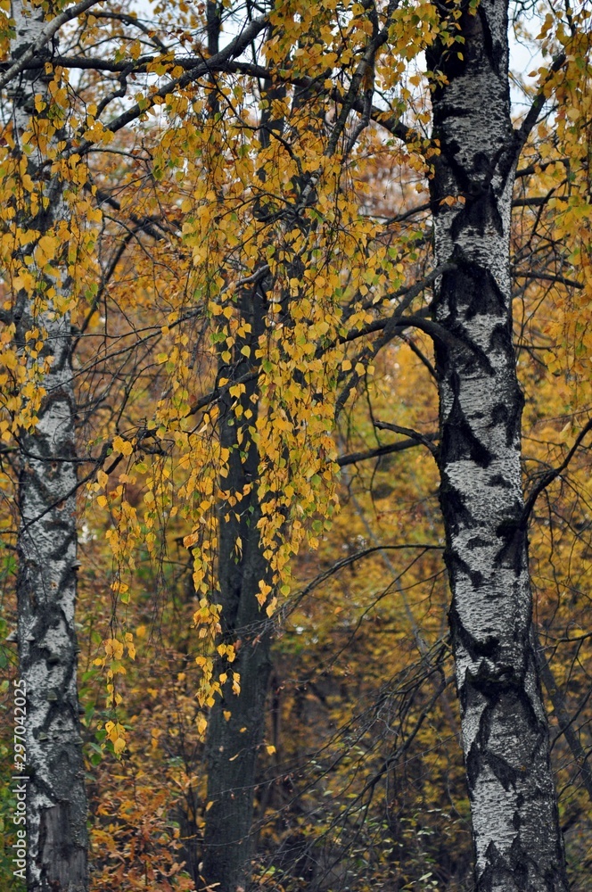 Golden autumn in the birch wood