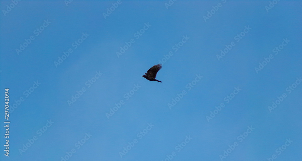 A large black crow flying on the background of blue sky. Dlackbird in flight.