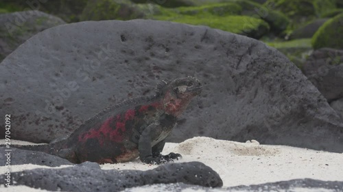 Christmas Iguana on Espanola Island on Galapagos Islands. Male Marine Iguana. Amazing animals wildlife and nature on Galapagos islands, Ecuador, South America. photo