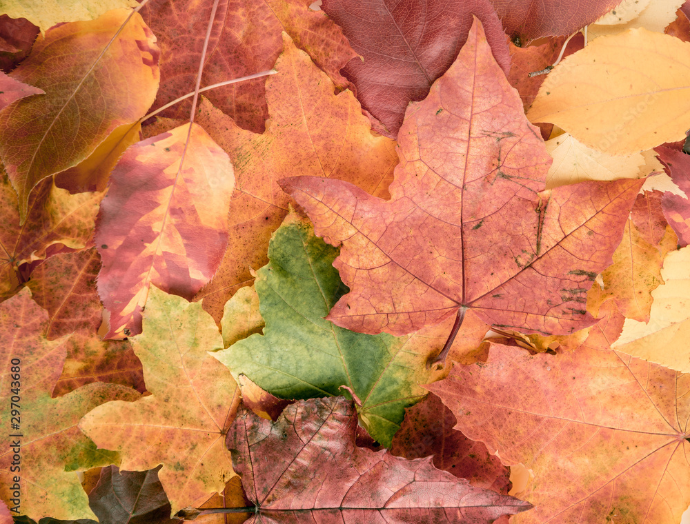 fall leaves background