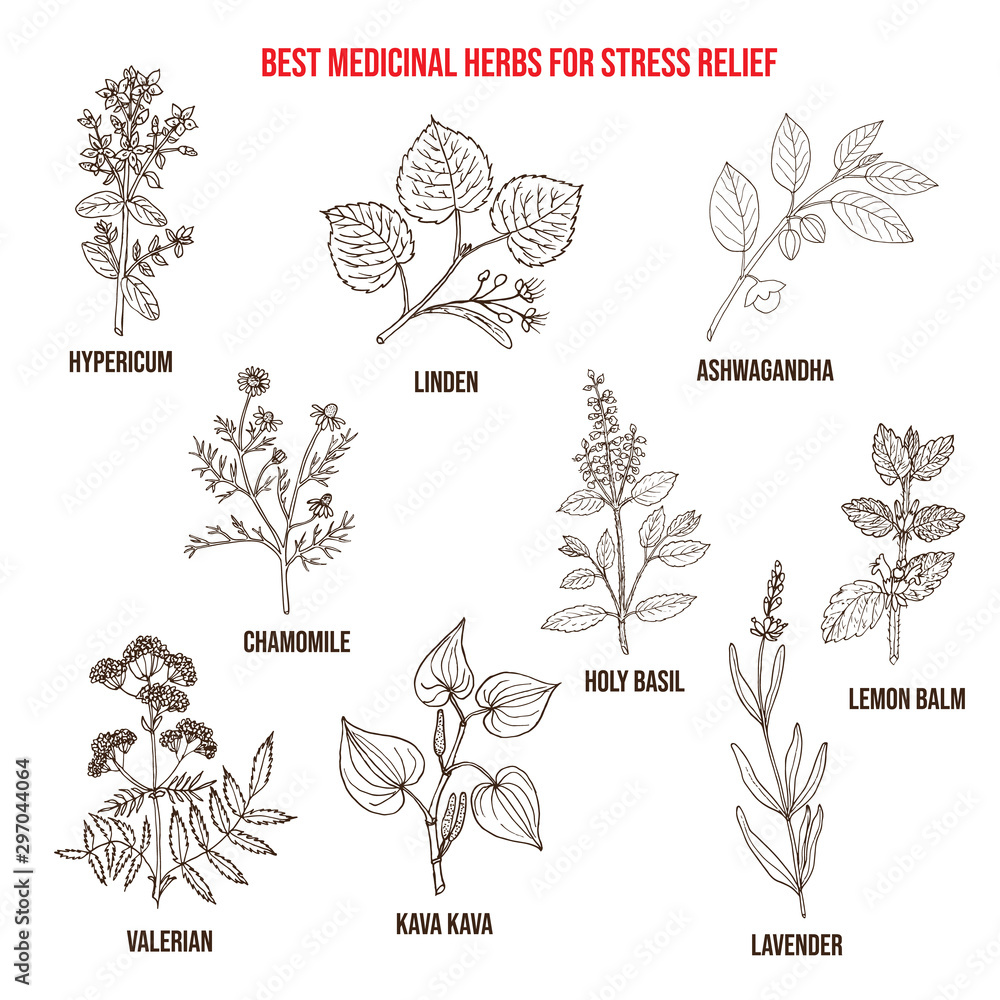 Best medicinal herbs for stress relief - obrazy, fototapety, plakaty 