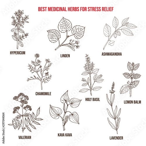 Best medicinal herbs for stress relief