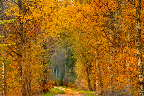 Swedish autumn
