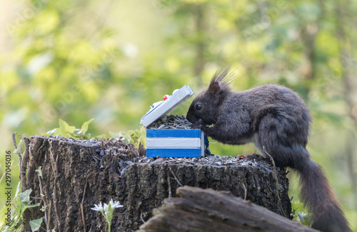 Fototapet Squirrel plunder
