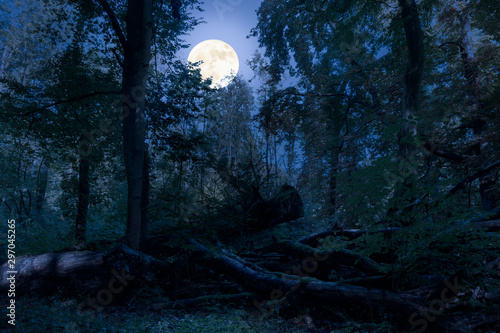 At night at full moon in the forest. There are fallen tree trunks in this natural forest and are romantically illuminated by the moonlight.