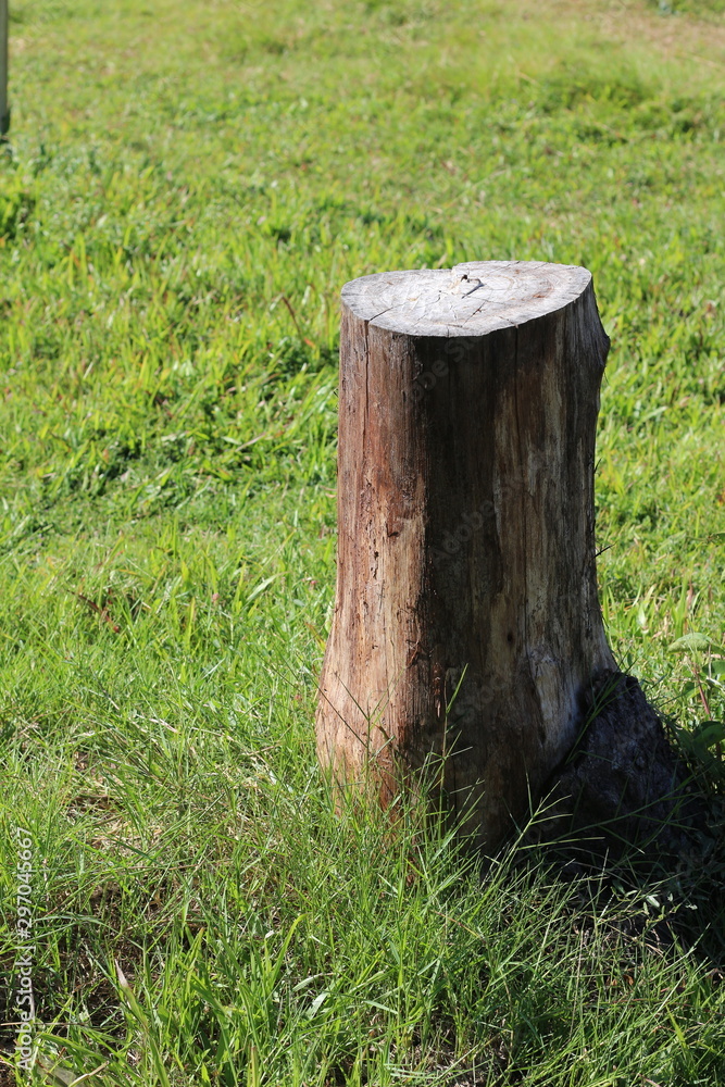 Stump on green grass in the garden. Stump on green grass in the garden.