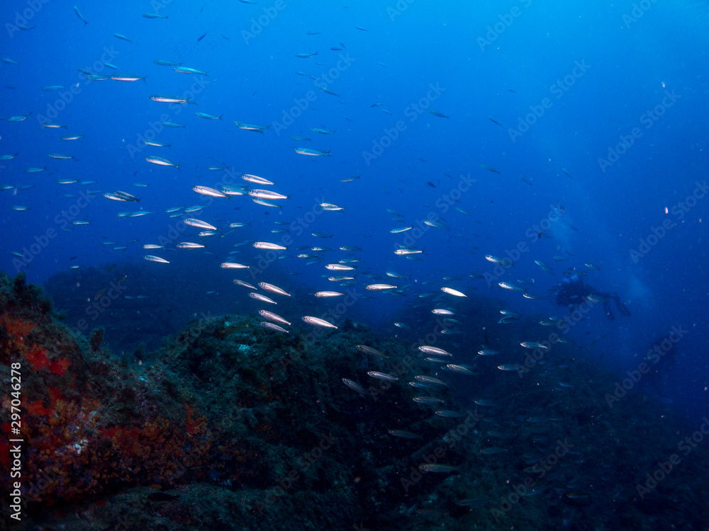 seabed with corals and macro seabed with corals and macro
