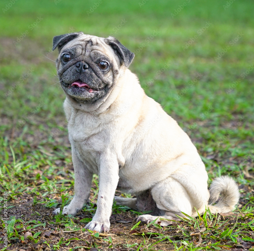 Portrait of cute pug dog in the garden.