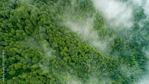 Wold forest from drone after rain with low clouds near mountines
