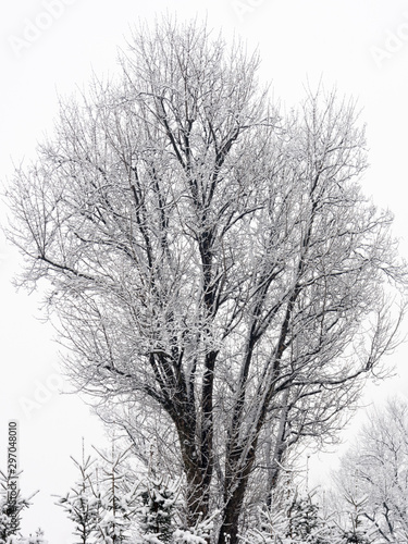 Tree covered by snow
