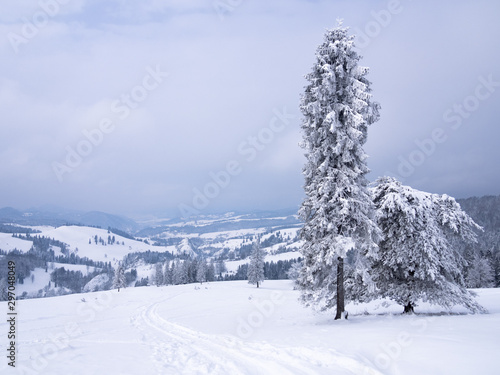 Spruce tree covered by snow at winter mountains background