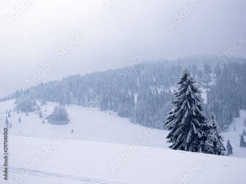 Fir tree covered by snow at winter mountains background