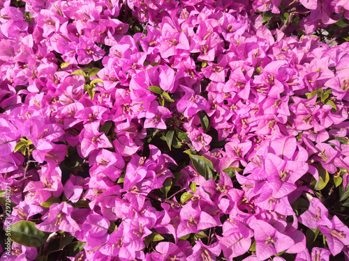 Beautiful Bougainvillea opening under sunshine