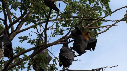 Lyle's Flying Fox hanging on tree