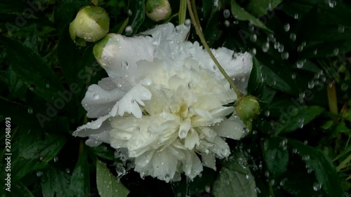 White Peony (Paeonia or Paionia) flower under the raindrops,  slow motion. Slowed down ten times from 240 fps to 24 fps