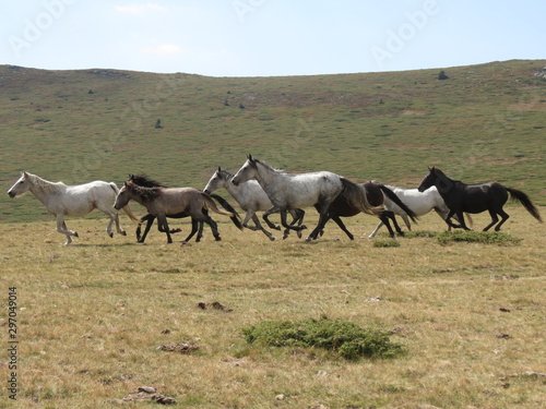 Herd of horses running in the mountain grassland.