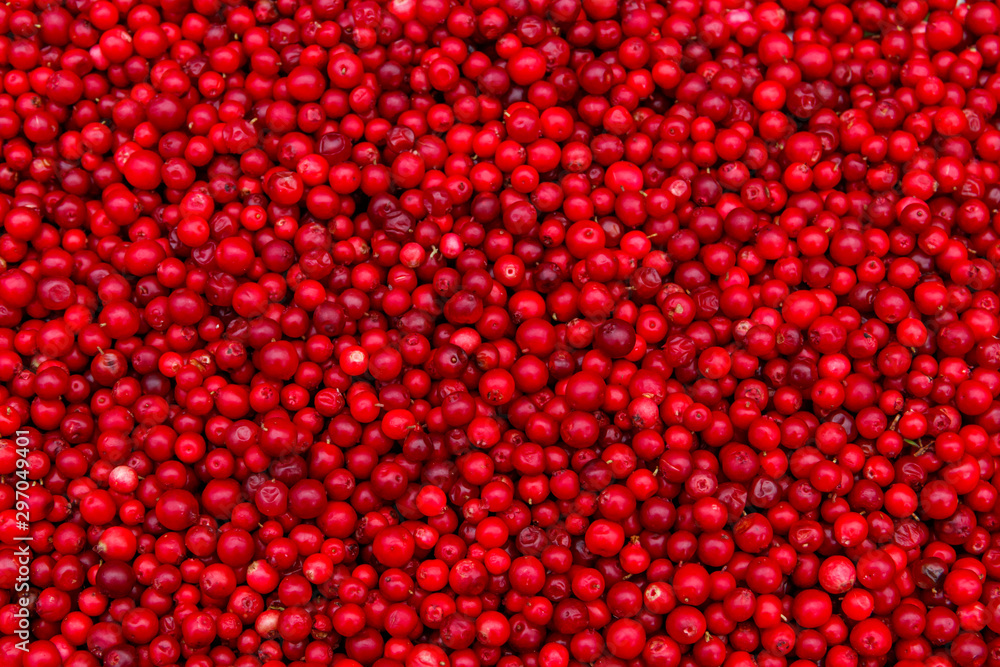 Background of ripe red lingonberry (cowberry, partridgeberry) Background of ripe red lingonberry (cowberry, partridgeberry)