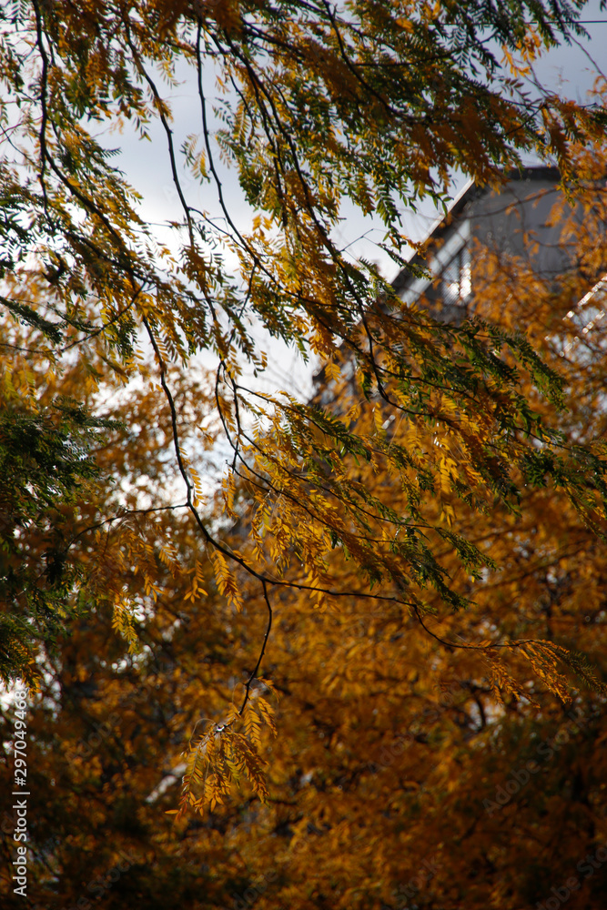 Tree in an urban environment in autumn colors Tree in an urban environment in autumn colors