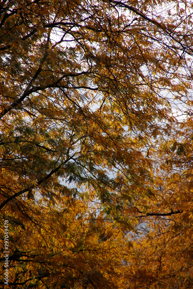 Tree in an urban environment in autumn colors Tree in an urban environment in autumn colors
