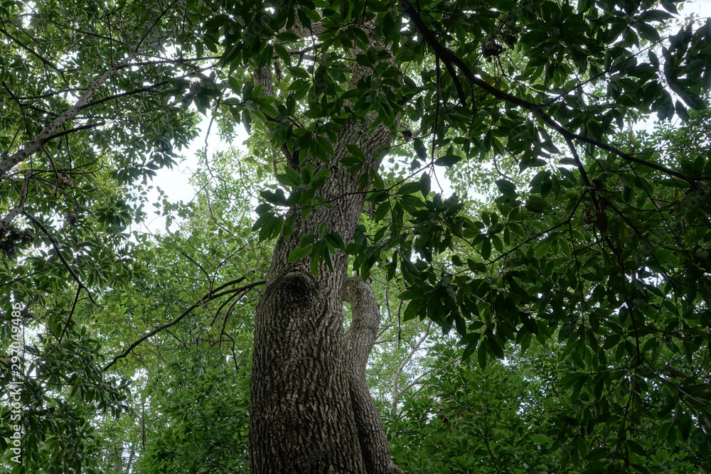 Fototapeta premium Looking up at the sky from a forest