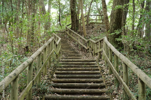 A wooden pathway in a forest