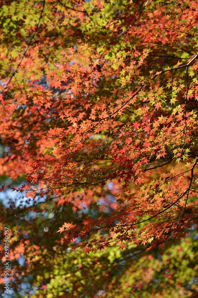 日本 秋の紅葉