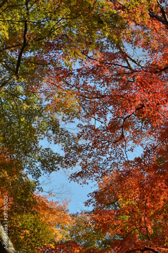 日本 秋の紅葉