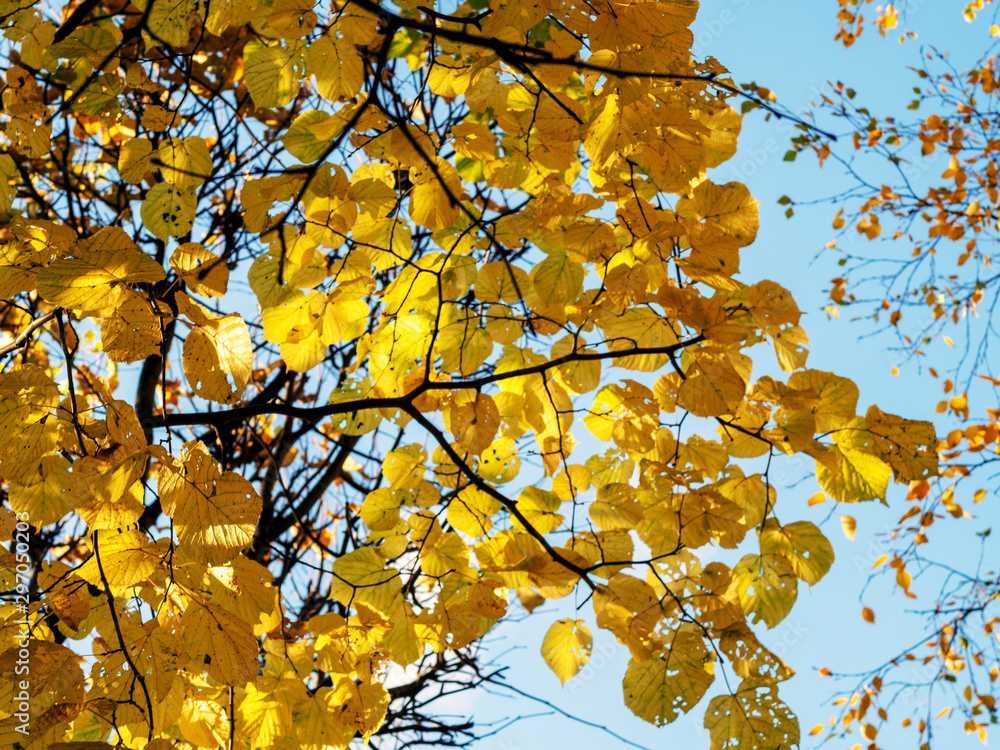 autumn background, leaves autumn background, leaves