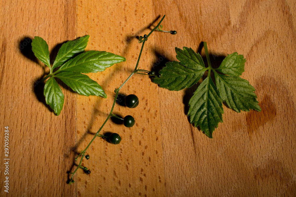 jiaogulan tea green Seed jiaogulan tea green Seed